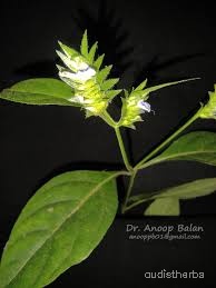 Rungia pectinata leaf3.jpg